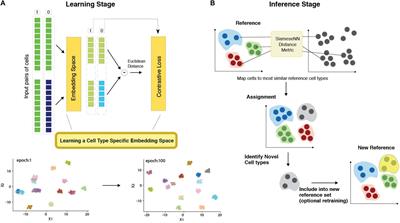 MapCell: Learning a Comparative Cell Type Distance Metric With Siamese Neural Nets With Applications Toward Cell-Type Identification Across Experimental Datasets